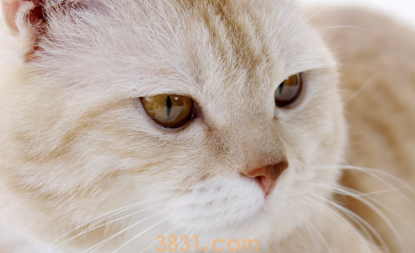 养猫多喂这七种蔬菜,猫咪营养更均衡!(图1)