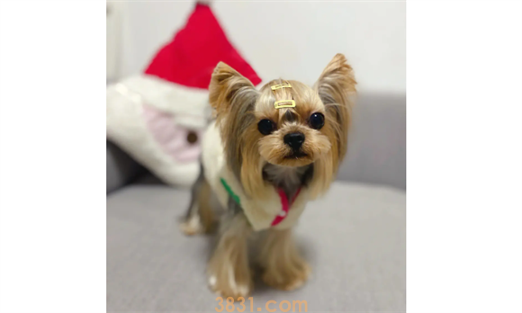 什么狗最干净最好养?这几种狗是公认最容易饲养的狗狗(图1)