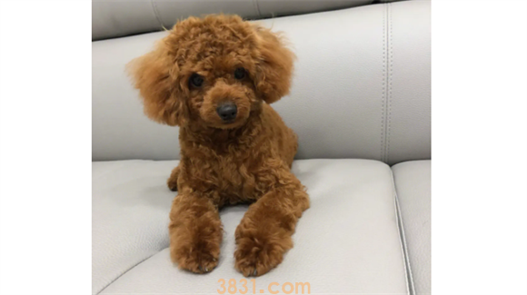 什么狗最干净最好养?这几种狗是公认最容易饲养的狗狗(图2)