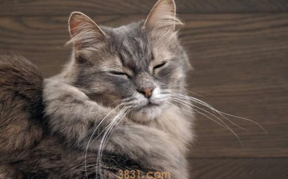 猫咪为什么不愿意被你摸爪子|答案如下(图1)