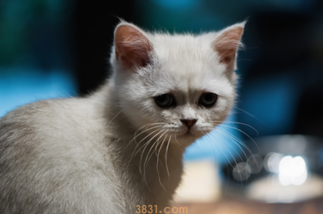 猫咪为什么不愿意被你摸爪子|答案如下(图2)