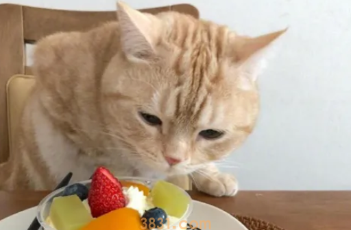 猫咪为什么喜欢蹭来蹭去?(图1)