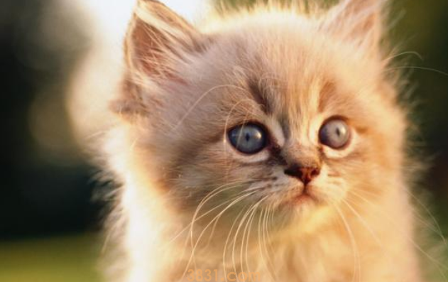 猫咪为什么喜欢蹭来蹭去?(图2)