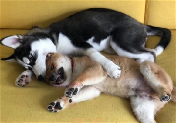 狗狗吃了苍蝇药怎么办?(图1)