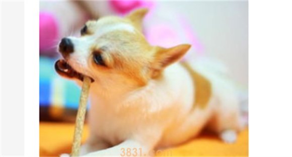 狗狗吃了苍蝇药怎么办?(图2)