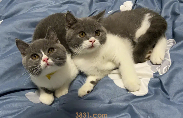 猫咪年龄大换算,你家猫主子多大啦?(图1)