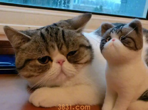 猫咪年龄大换算,你家猫主子多大啦?(图2)