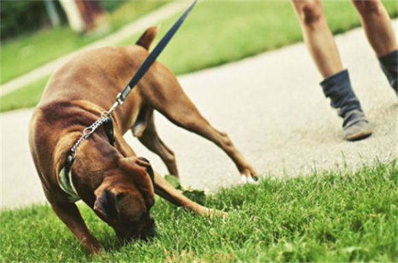 狗吃了除草剂的草怎么办啊?(图1)
