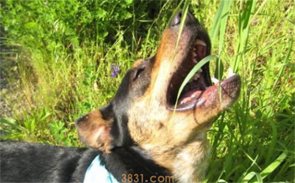 狗吃了除草剂的草怎么办啊?(图2)