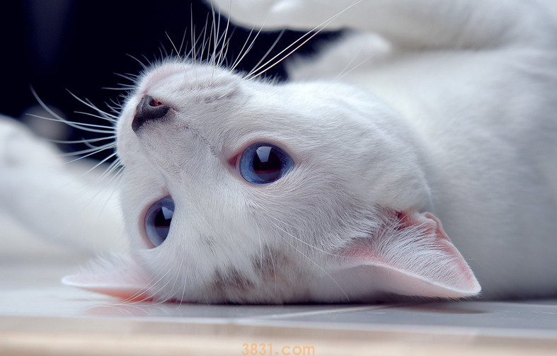 猫吃什么补充营养增强抵抗力,哪些食物最适合?(图1)