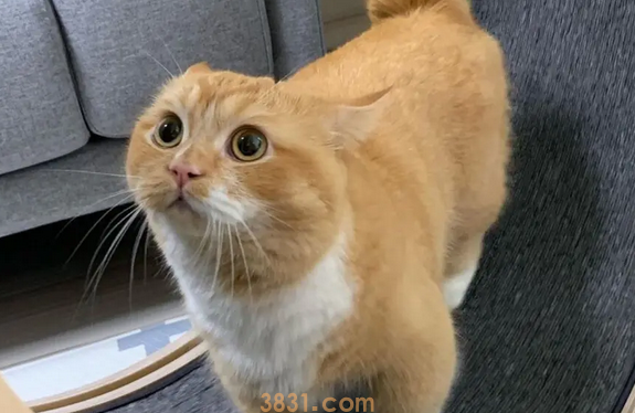 猫吃什么补充营养增强抵抗力,哪些食物最适合?(图2)