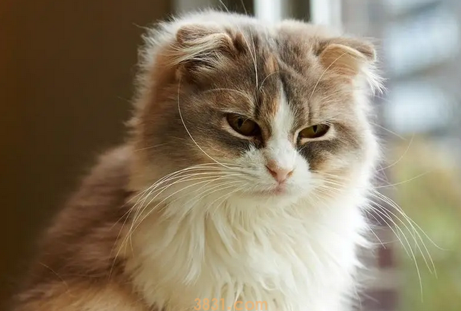 猫咪是如何辨认主人的?其实靠这几方面,太神奇了!(图1)