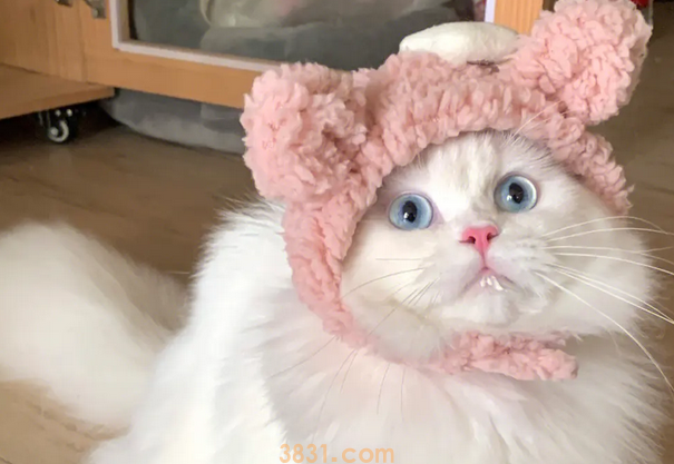 猫咪是如何辨认主人的?其实靠这几方面,太神奇了!(图2)