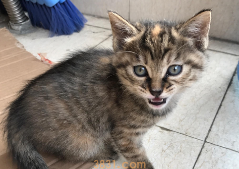 最聪明的 6 种猫,最后一种你绝对想不到!(图2)