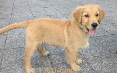 金毛腿短怎么办 金毛腿短的原因(图1)