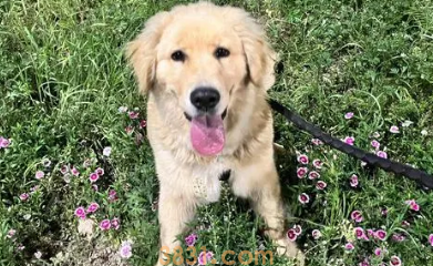 金毛腿短怎么办 金毛腿短的原因(图2)