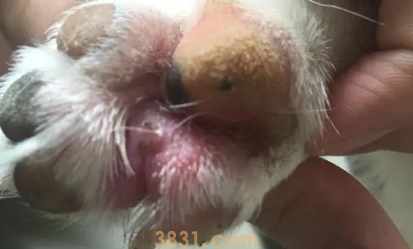 狗狗脚底板红肿发炎该怎么办(图1)