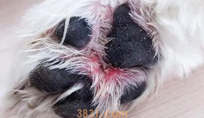 狗狗脚底板红肿发炎该怎么办(图2)