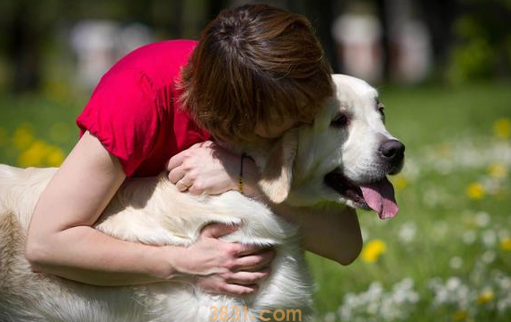 狗狗不想养了也没人要怎么办?(图1)