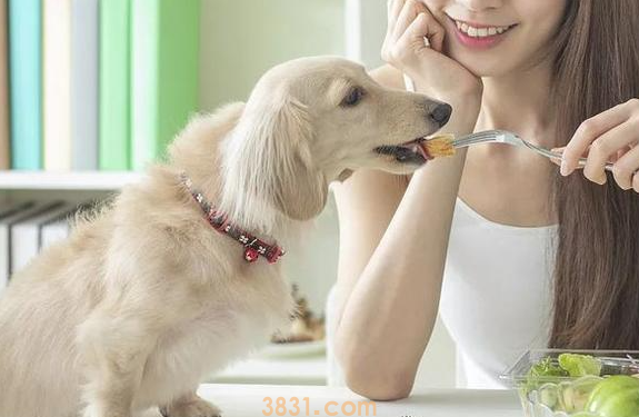 狗狗不想养了也没人要怎么办?(图2)