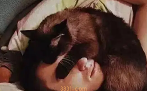 “不要盲目跟风养猫,猫有3个明显缺点,很多人都无法接受!”(图1)