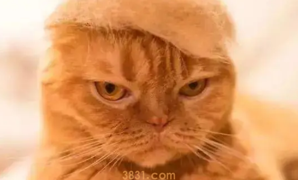 “不要盲目跟风养猫,猫有3个明显缺点,很多人都无法接受!”(图2)