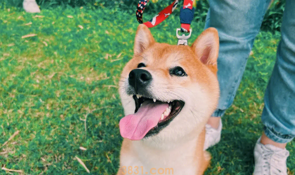 狗狗鼻子不通气噗噗地怎么办?(图1)