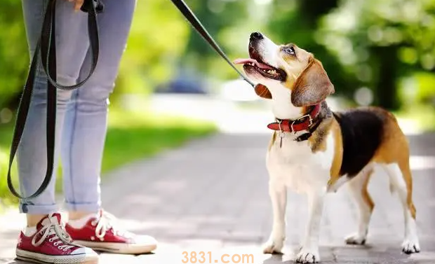 狗狗鼻子不通气噗噗地怎么办?(图2)