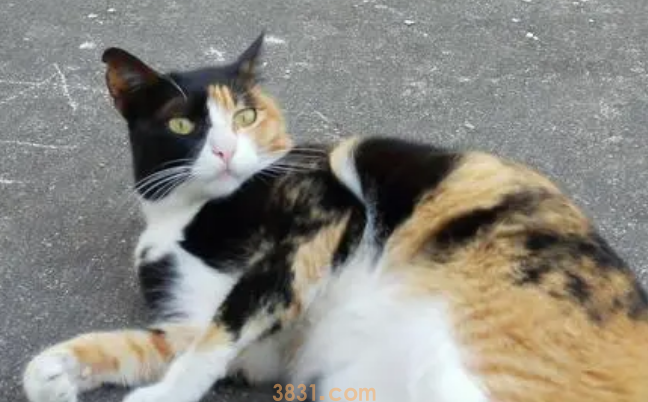 三毛猫是什么品种的猫?不妨来看看吧(图1)