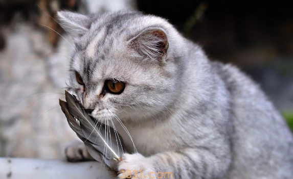 返祖现象?猫咪返祖会有这些表现哦(图1)