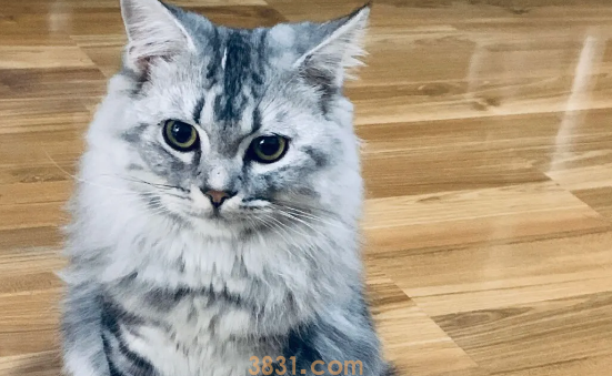 返祖现象?猫咪返祖会有这些表现哦(图2)