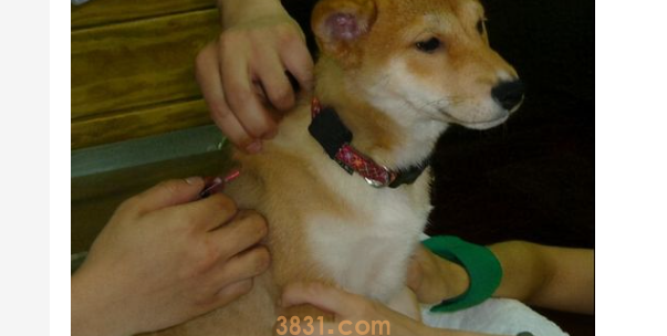 狗狗驱虫后还有跳蚤怎么办?(图1)