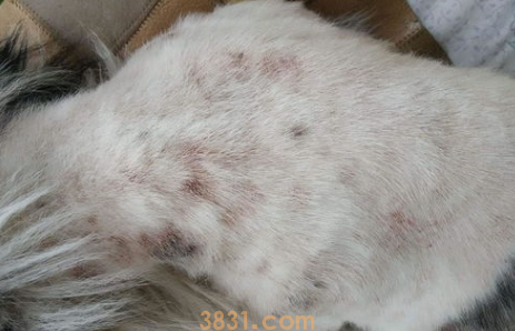 狗狗驱虫后还有跳蚤怎么办?(图2)