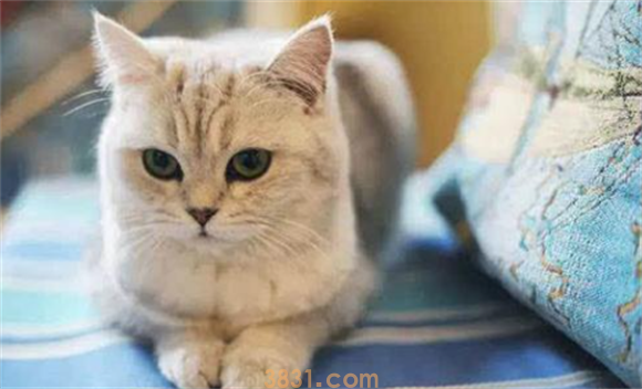 母猫很排斥公猫怎么办?(图1)