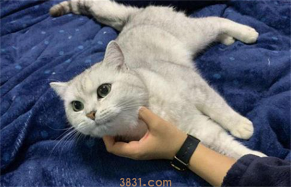 母猫很排斥公猫怎么办?(图2)