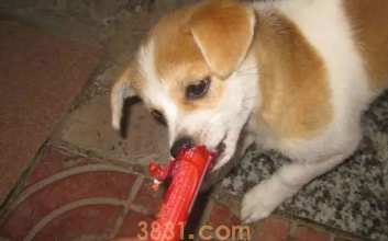 狗狗误食火腿肠塑料皮怎么办(图2)