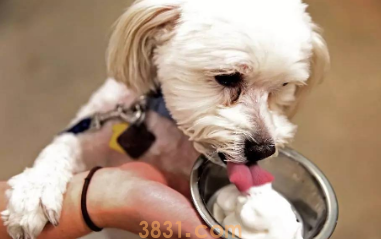 狗能吃雪糕吗?吃了怎么办?(图1)