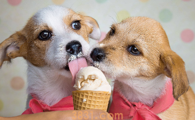 狗能吃雪糕吗?吃了怎么办?(图2)