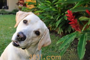 狗可以吃海鲜吗食欲不振怎么办?(图1)