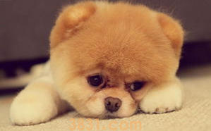 狗可以吃海鲜吗食欲不振怎么办?(图2)