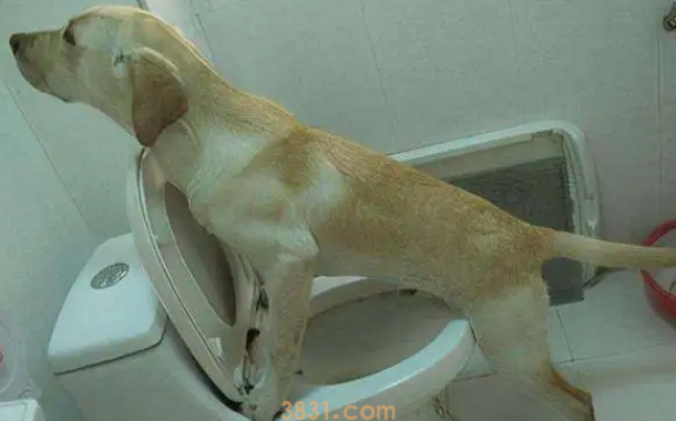 为什么狗子屎和尿不拉在一起怎么办?(图1)