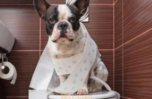 为什么狗子屎和尿不拉在一起怎么办?(图2)