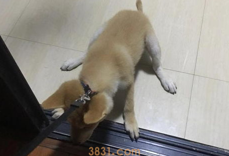 养了狗狗,却不想出去玩,铲屎官该如何是好?(图1)