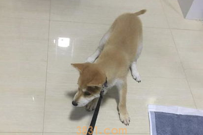 养了狗狗,却不想出去玩,铲屎官该如何是好?(图2)