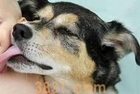 狗狗不小心舔了花露水怎么办?没事吧?(图2)