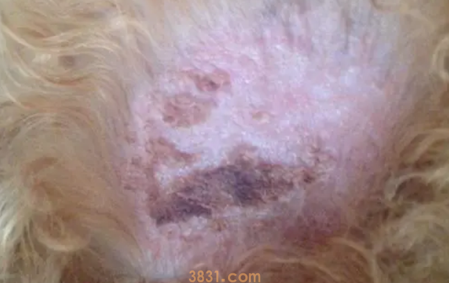 狗狗尾巴上有皮肤病怎么办?(图1)