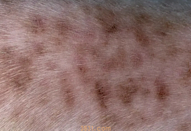 狗狗尾巴上有皮肤病怎么办?(图2)