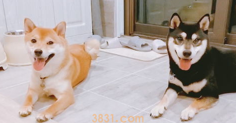 狗狗发抖是怎么回事?狗狗一直发抖怎么办?(图1)