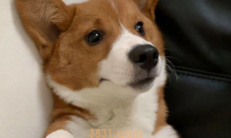 狗狗发抖是怎么回事?狗狗一直发抖怎么办?(图2)