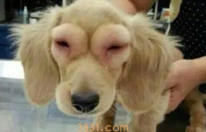 狗狗偷吃蜂蜜被蛰了怎么办?(图1)